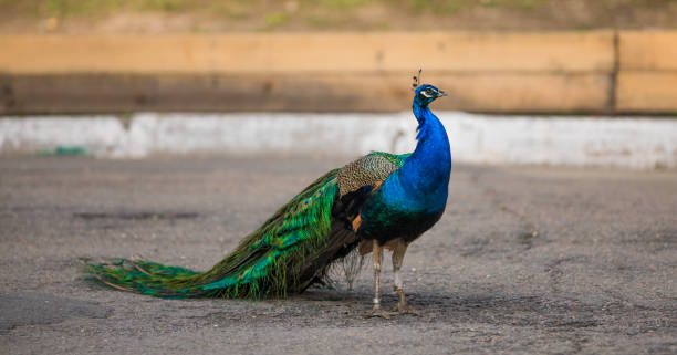 istock beautiful peacock in the zoo 954923214