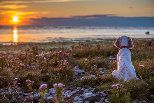 Puppy sits at the beach and looks at the sunset