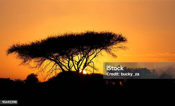 Tramonto Silhouette Di Una Tipica Ombrello Spina Delle Piante Albero Africano - Fotografie stock e altre immagini di Acacia a ombrello