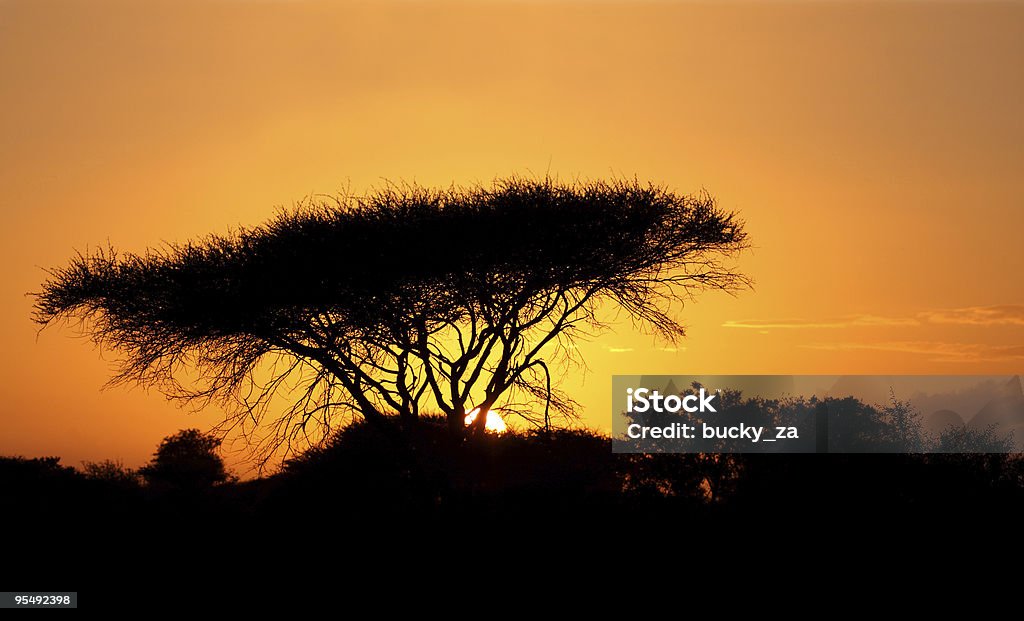 Nascer do sol silhueta de um Guarda-Sol Árvore de espinho africano. - Royalty-free Acacia Tortilis Foto de stock
