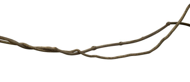 istock Twisted wild liana jungle vine isolated on white background, clipping path included 954924030