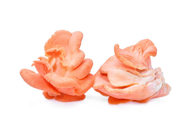 istock pink oyster mushroom isolated on white background 954924074
