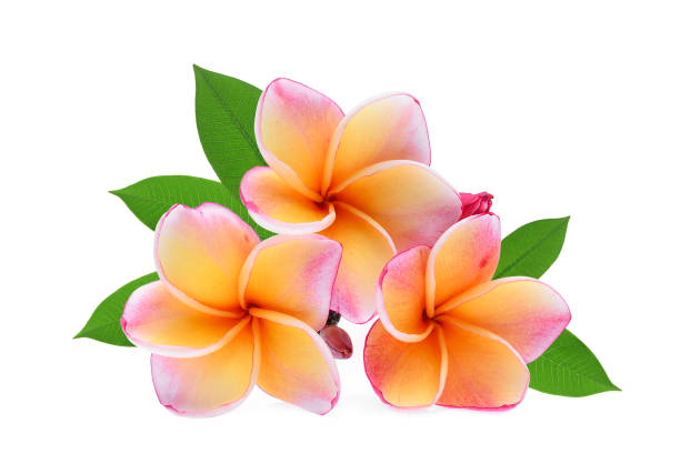 frangipani fiore tropicale, plumeria, lanthom, fiore di leelawadee con foglie verdi sfondo bianco isolato - frangipanni foto e immagini stock