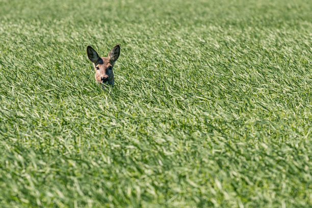 istock Female roe deer in wheat field. Roe deer wildlife. 954924534