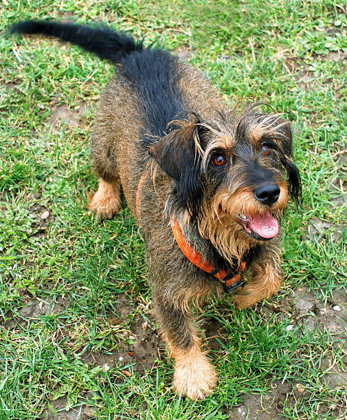 brincalhão cão - dachshund dog reliability animal imagens e fotografias de stock