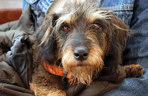 cão em repouso - dachshund dog reliability animal imagens e fotografias de stock
