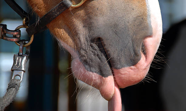 istock pony sticking out tongue 95492777