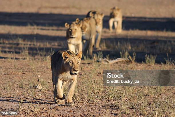 Junge Männliche Löwe Die Mit Stolz Auf Eine Offene Ebene Stockfoto und mehr Bilder von Löwenrudel