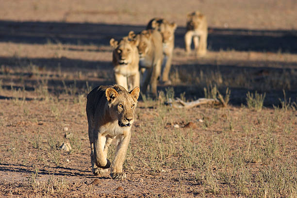 giovane maschio leone leader un orgoglio attraverso un'apertura trasparente. - pride of lions foto e immagini stock