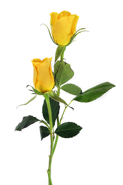 coppia di giallo di rose isolato su bianco - long stemmed rose foto e immagini stock
