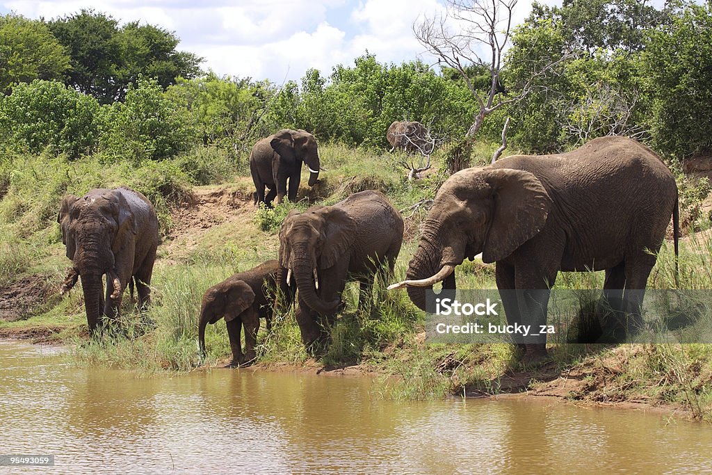 Manada de elefantes africanos bebendo em um enlameado rio. - Foto de stock de Parque Nacional de Kruger royalty-free