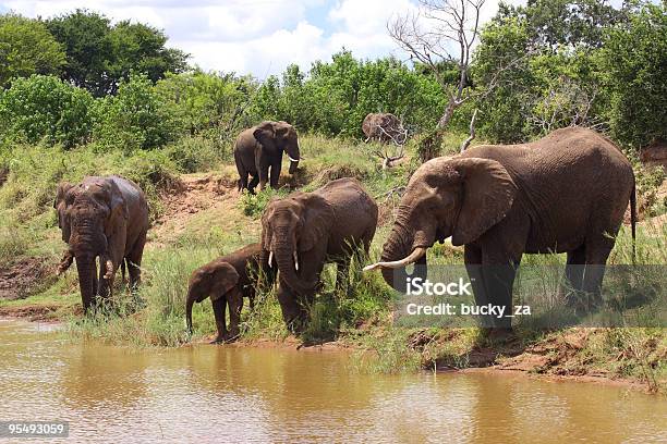 Foto de Manada De Elefantes Africanos Bebendo Em Um Enlameado Rio e mais fotos de stock de Parque Nacional de Kruger