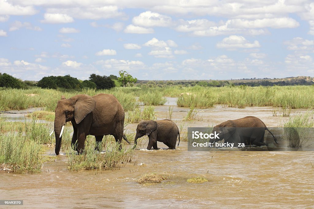 Mère et deux bébés éléphants d'Afrique avoir traversé une rivière. - Photo de Afrique libre de droits