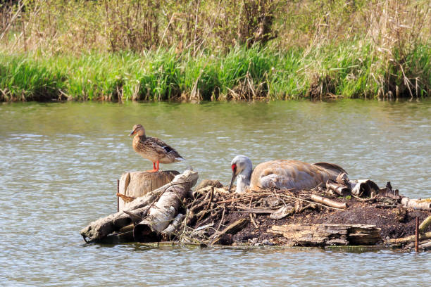 istock Sandhill Crane sitting on it's nest 954932280