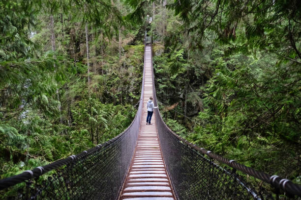 ponte suspensa sobre o canyon na floresta tropical. - vancouver suspension bridge bridge people - fotografias e filmes do acervo