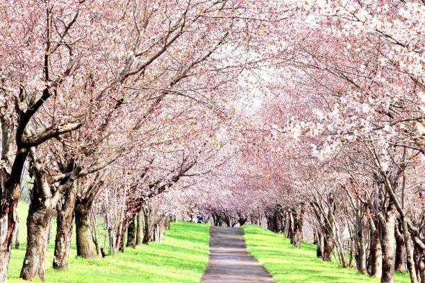 桜のトンネル - treelined ストックフォトと画像