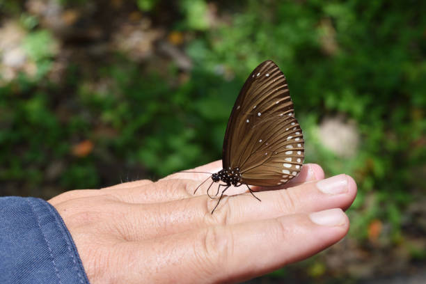 The Long-branded Blue Crow , Many white spots on dark brown wings , Butterfly climbing on human finger