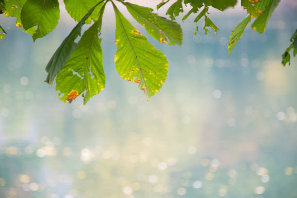 Close up of green chestnut leaves shot against lake water surface in blur in background. Ideal as a natural frame for your content.