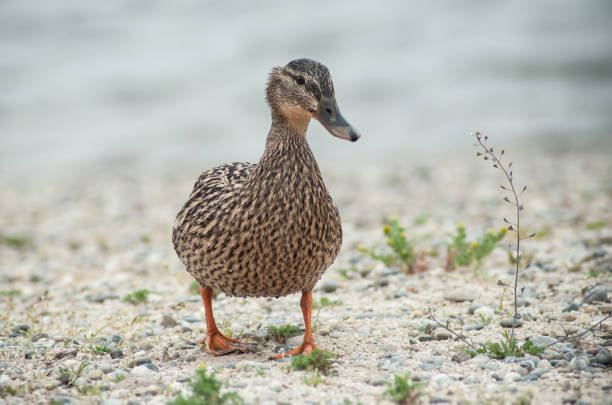 istock one duck walking on the pebbles beach 954933884