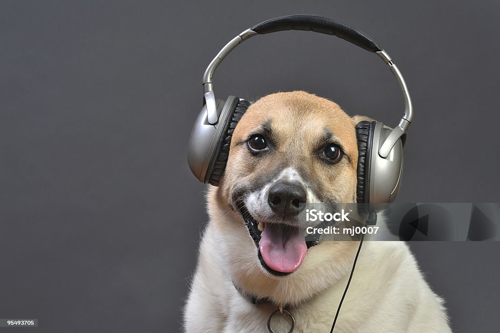 Doghouse DJ  Dog Stock Photo