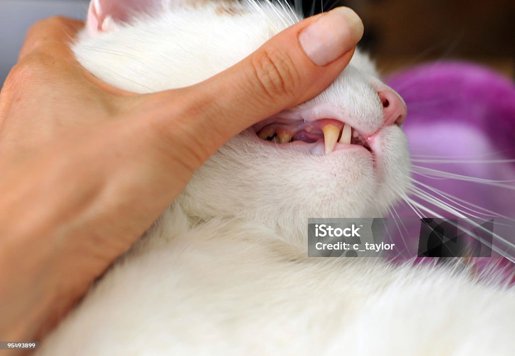 Cat dientes examen - Foto de stock de Animal libre de derechos