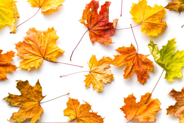 istock Colorful autumn leaves 954940018