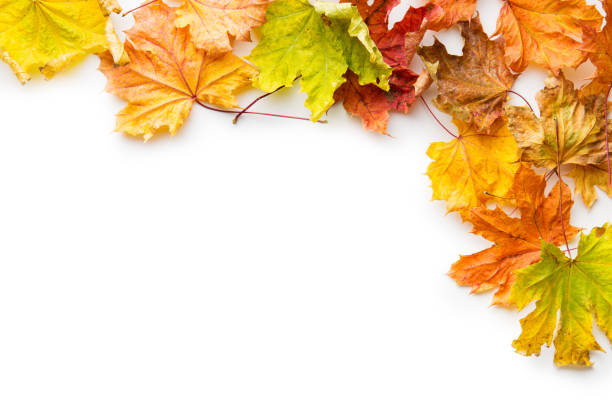 istock Colorful autumn leaves 954940092