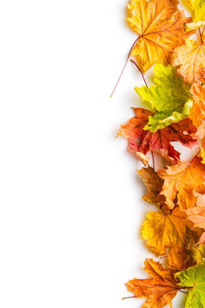 istock Colorful autumn leaves 954940096