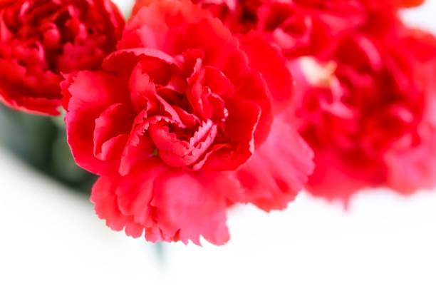 istock Bunch of Beautiful Red Carnation Flowers 954942122