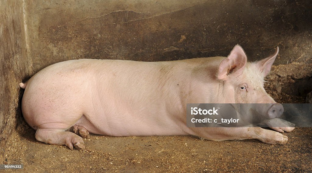 Schwein XXL - Lizenzfrei Schwein Stock-Foto