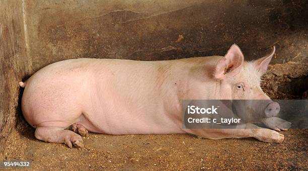 豚 Xxl - ブタのストックフォトや画像を多数ご用意 - ブタ, 横たわる, 農家の納屋