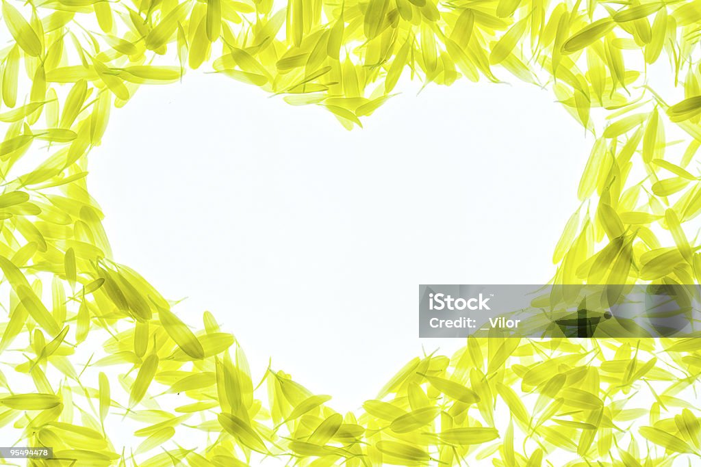 Pétales de chrysanthème - Photo de Abstrait libre de droits