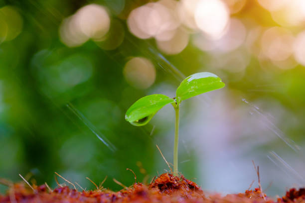 istock Growth of young plants 954944828