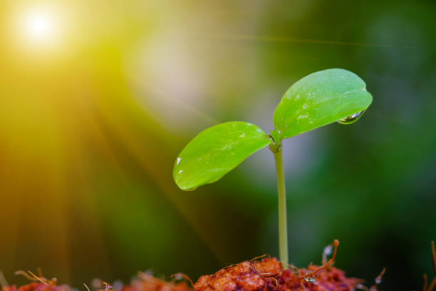 istock Growth of young plants 954944862
