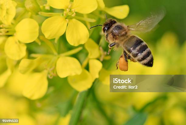 Abeja Foto de stock y más banco de imágenes de Abeja - Abeja, Ala de animal, Amarillo - Color