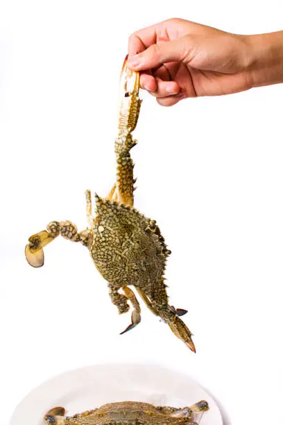 Photo of Hand holding a crab isolated