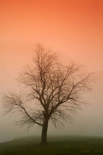 Misty Morning stock photo