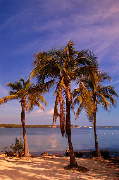 Three Coconut Trees stock photo