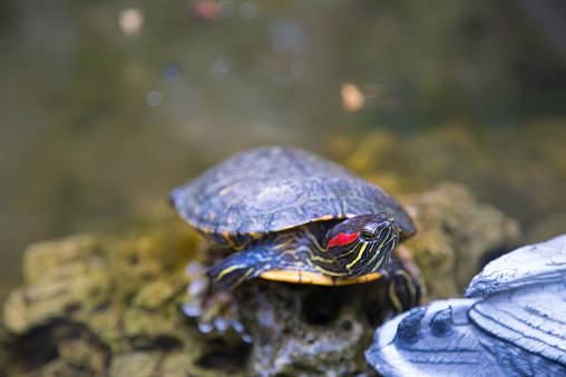 The red-eared slider (Trachemys scripta elegans) is a semiaquatic turtle belonging to the family Emydidae.