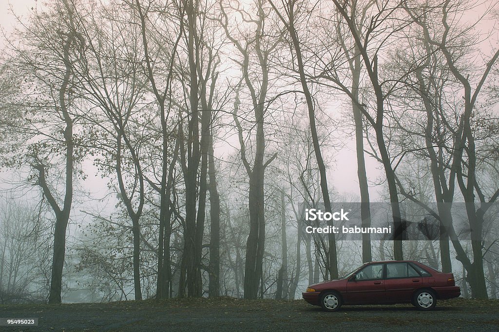 Автомобиль на лесной туман - Стоковые фото Лес роялти-фри