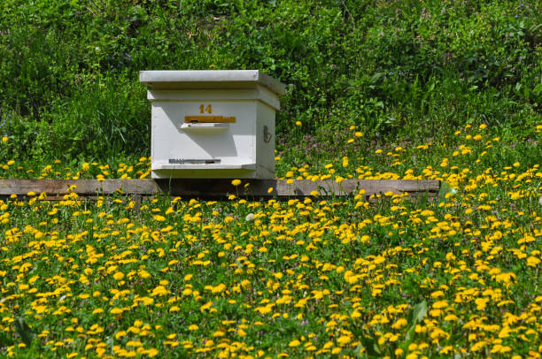 Bee Hives in apiary