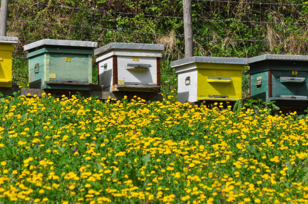 istock Colorful beehive on spring meadow with dandelions blooming 954950906