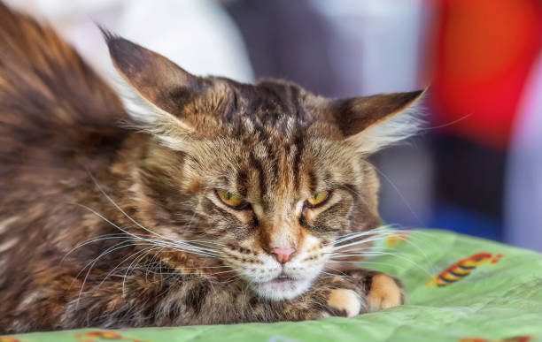 istock Kitten Maine Coon breed tortoiseshell color. 954951492