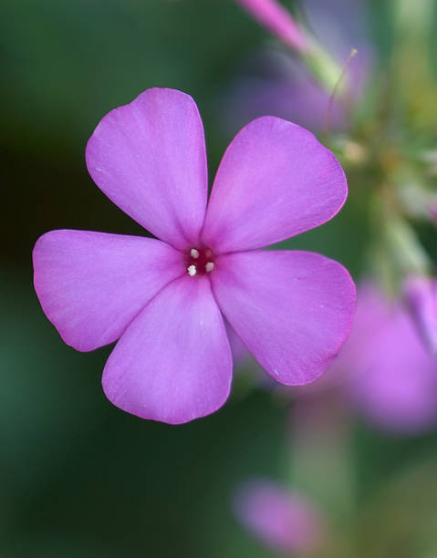 Purple Flower in the Five Senses Garden stock photo