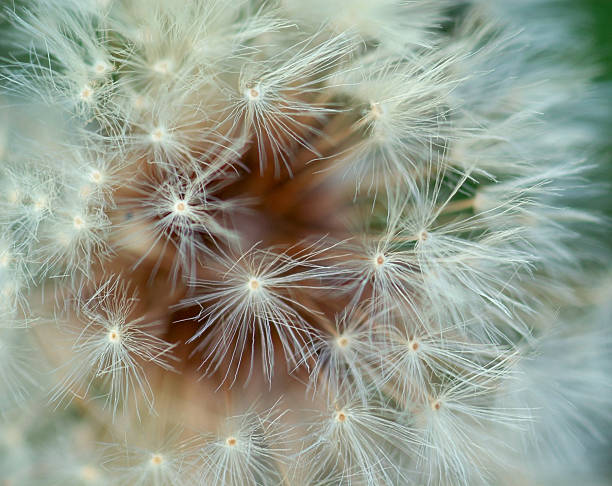 Dandelion in Reservoir Park stock photo