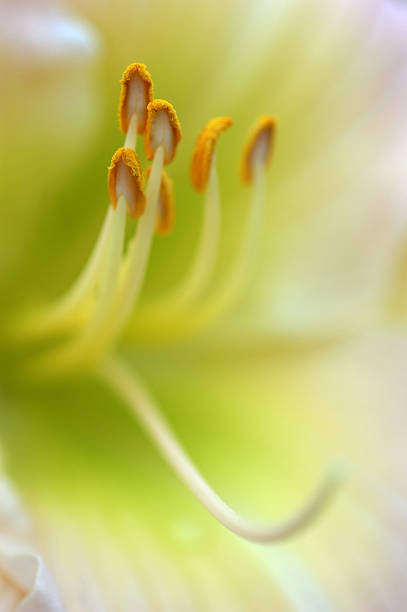 Daylily stock photo