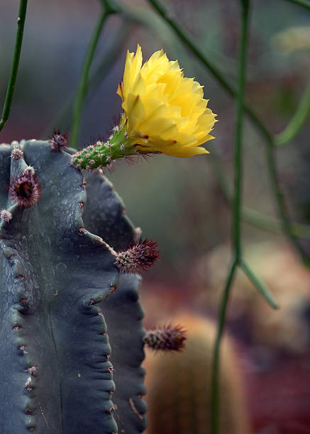 Cactus and Yellow Flower stock photo