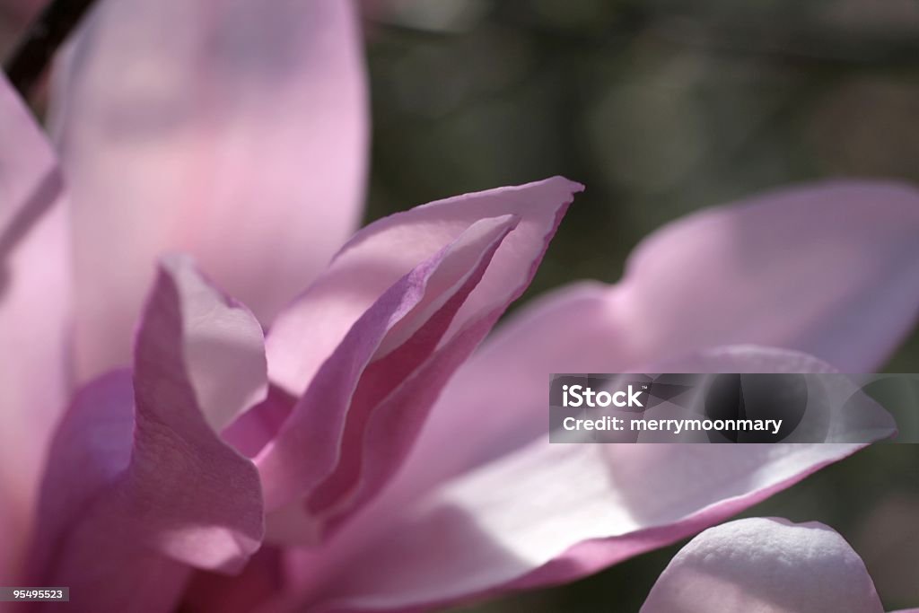 Blüte Rosa Magnolia - Lizenzfrei Alternative Medizin Stock-Foto
