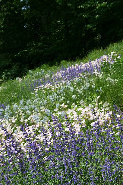 Hillside garden of wildflowers in pink, blue and purple in the summer.  Copy space .