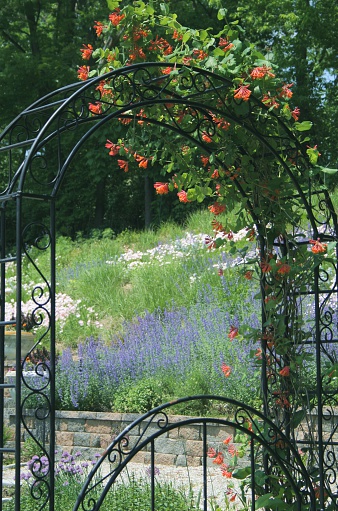 view through a black iron arbor draped with orange honeysuckle in early spring.  View beyond is of wildflower meadow hillside in pink, purple and green.  Very lush.